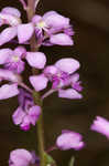 Racemed milkwort